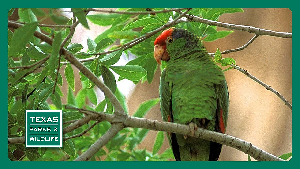 Pbs Preview- Parrot Patrol, Goose Island Pier &amp; Mule Deer Science