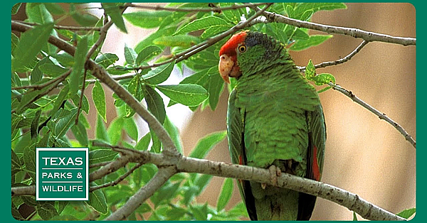 Pbs Preview- Parrot Patrol, Goose Island Pier &amp; Mule Deer Science