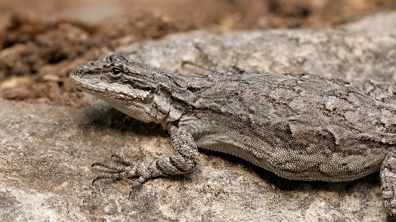 Recovering America's Wildlife Act: Our Best Chance Of Saving Wildlife Species In Texas