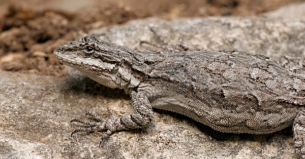 Recovering America's Wildlife Act: Our Best Chance Of Saving Wildlife Species In Texas