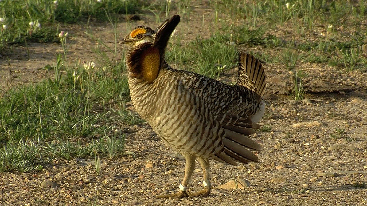 2021 Lone Star Land Steward: Dunn O'connor River Ranch