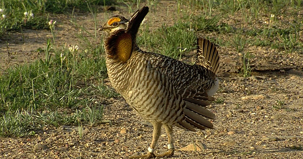 2021 Lone Star Land Steward: Dunn O'connor River Ranch