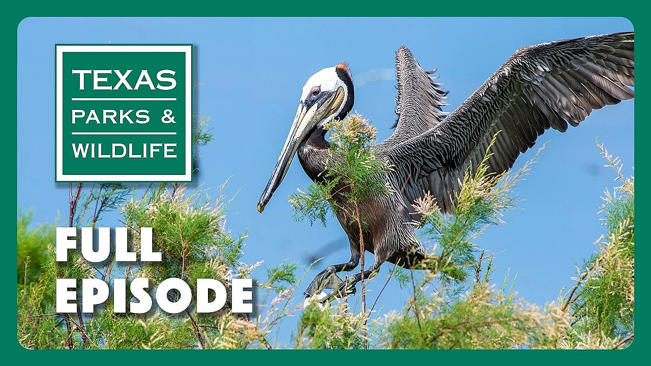 Pbs Show - Pocket Prairies, Bird Island, Byler Ranch