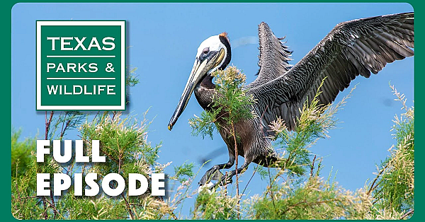 Pbs Show - Pocket Prairies, Bird Island, Byler Ranch