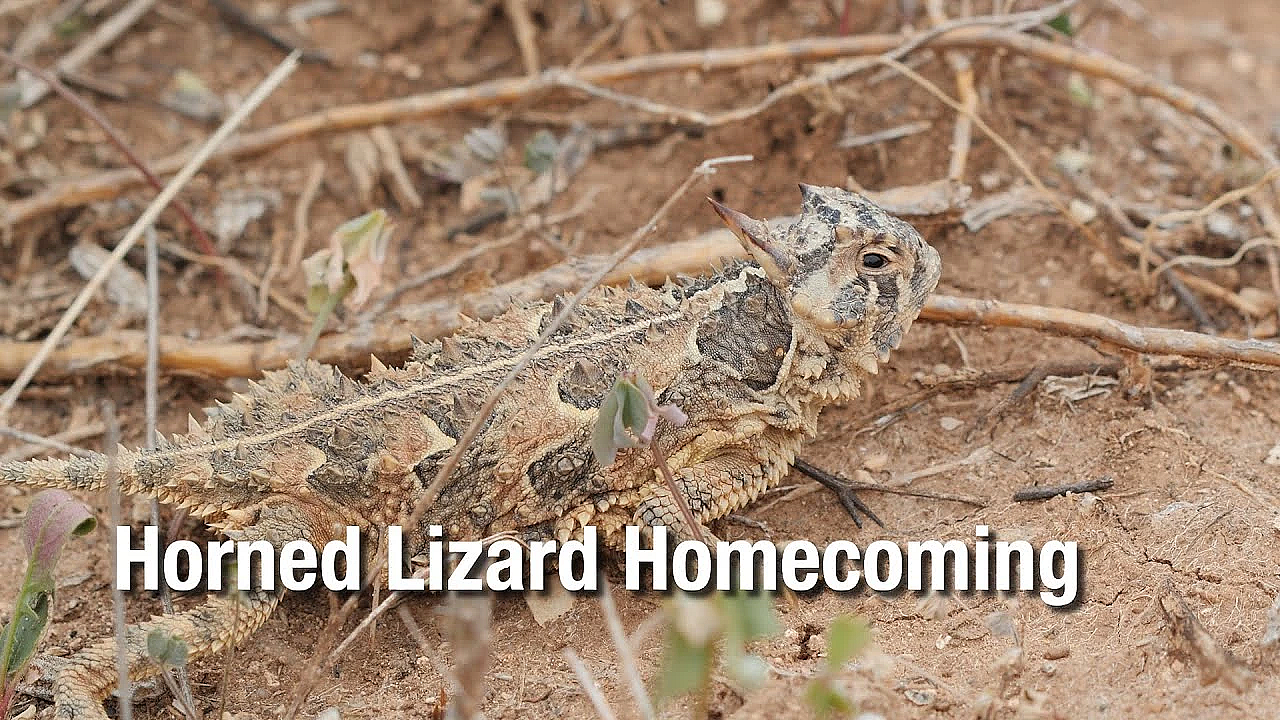Horned Lizard Homecoming - Texas Parks &amp; Wildlife [official]
