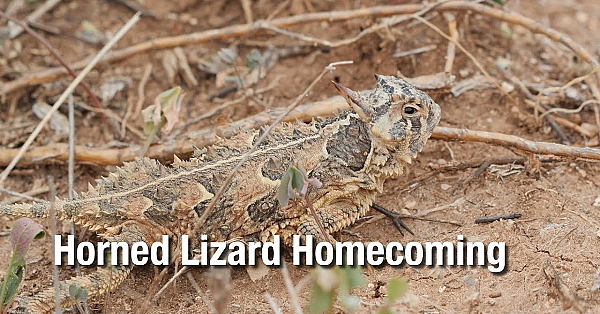 Horned Lizard Homecoming - Texas Parks &amp; Wildlife [official]