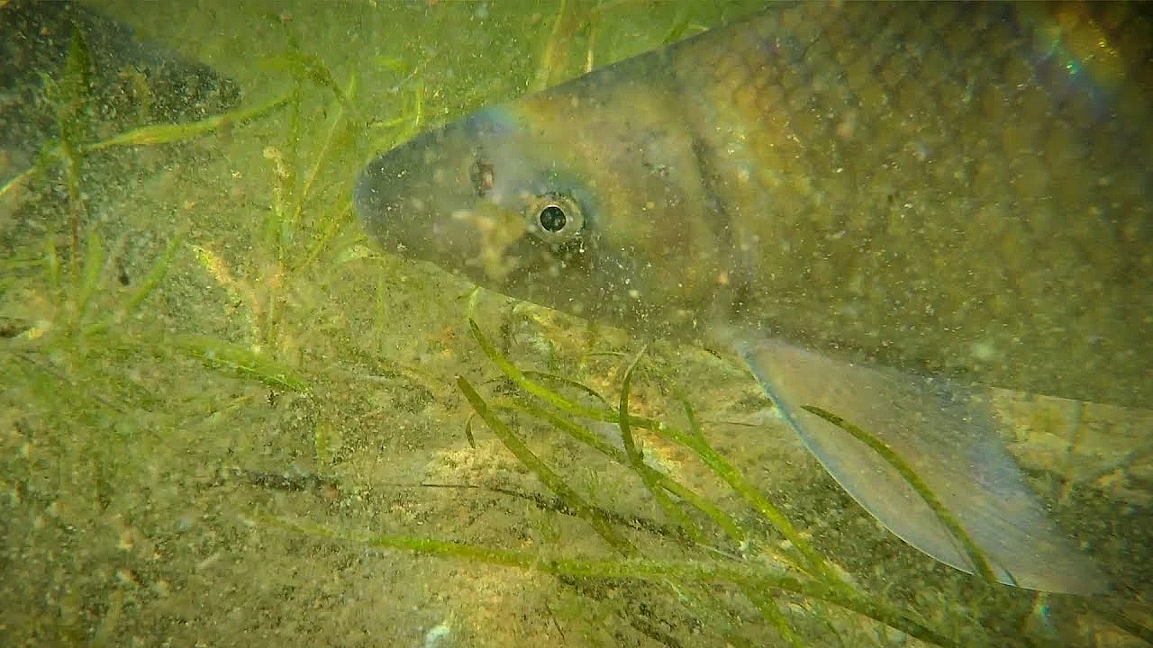 Pbs Show Blue Suckers, Buffalo Soldiers, Lake Wichita, #2708