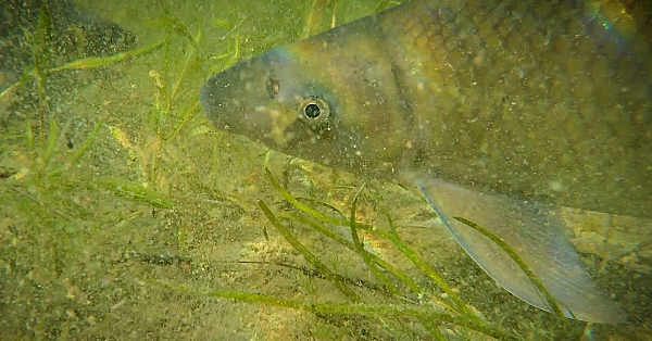 Pbs Show Blue Suckers, Buffalo Soldiers, Lake Wichita, #2708