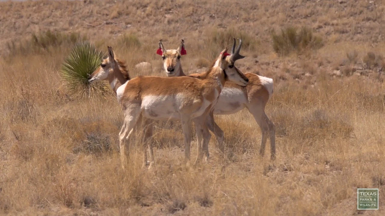 Postcard From Texas: Trans-pecos Grasslands