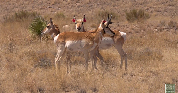 Postcard From Texas: Trans-pecos Grasslands