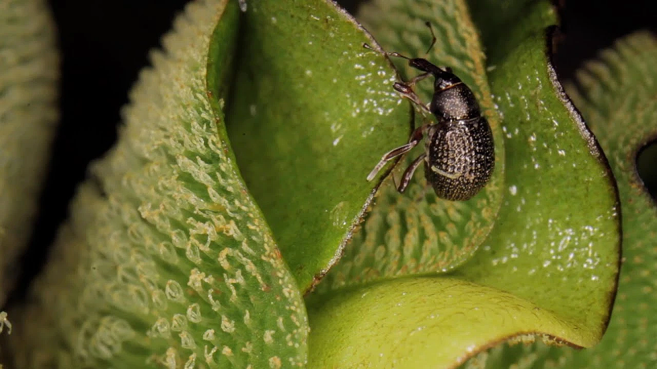 Pbs Show - Weevil Warfare, Getting Kids Outside &amp; Chimney Creek Ranch - #3012