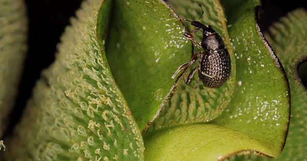 Pbs Show - Weevil Warfare, Getting Kids Outside &amp; Chimney Creek Ranch - #3012