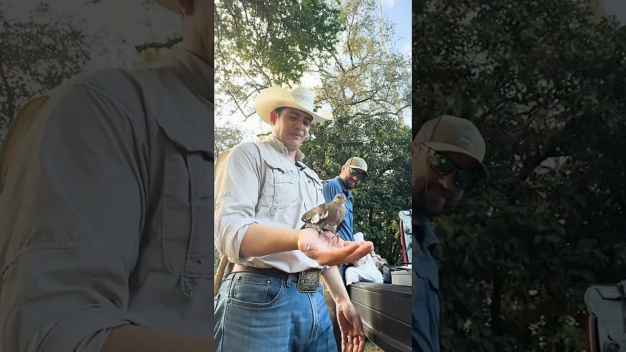 Anillamiento De Paloma  #texas