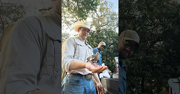 Anillamiento De Paloma  #texas