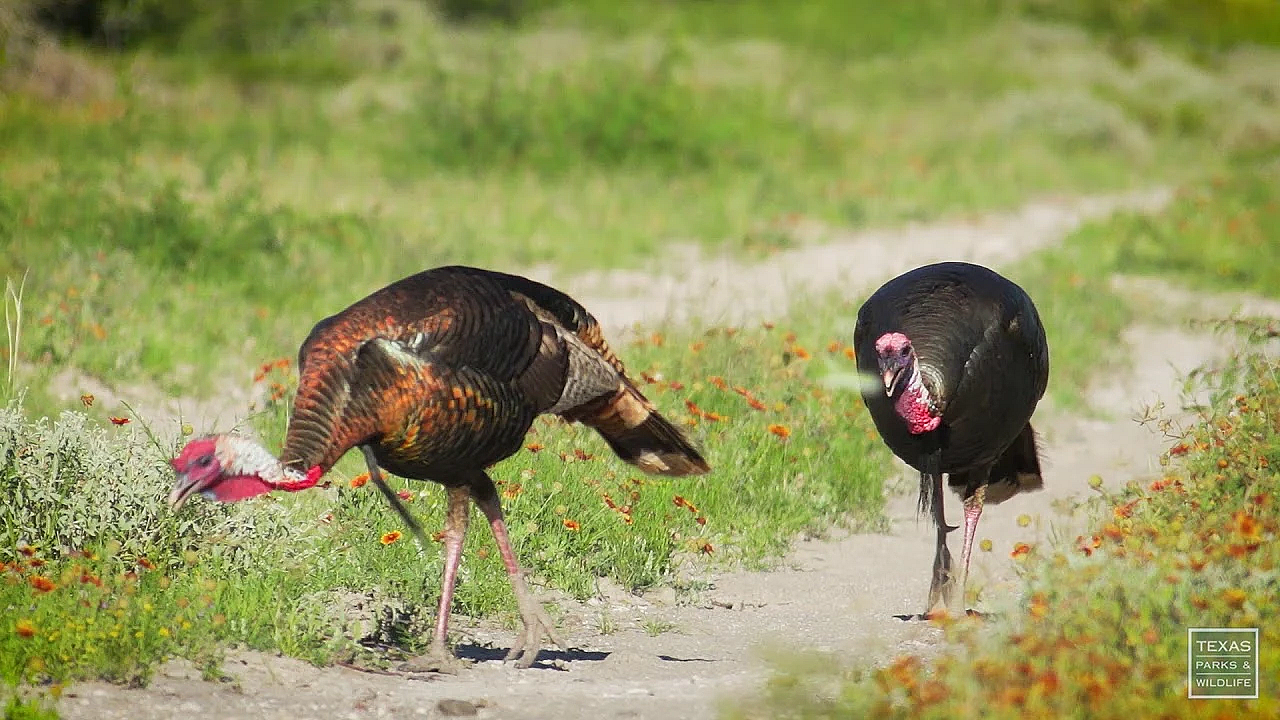 Wildlife On The Killam Duval County Ranch - Postcard From Texas