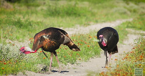 Wildlife On The Killam Duval County Ranch - Postcard From Texas