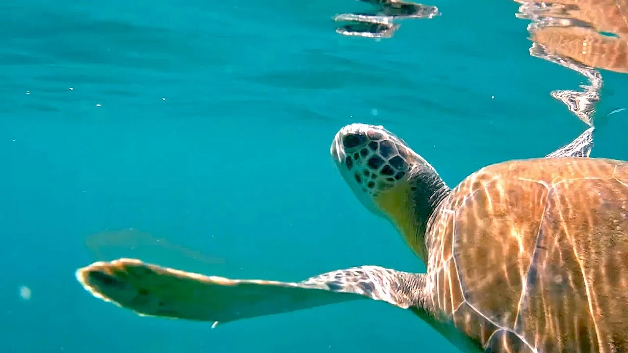 Green Turtle Rescuers - Texas Parks &amp; Wildlife [official]