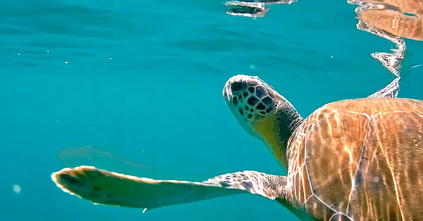 Green Turtle Rescuers - Texas Parks &amp; Wildlife [official]