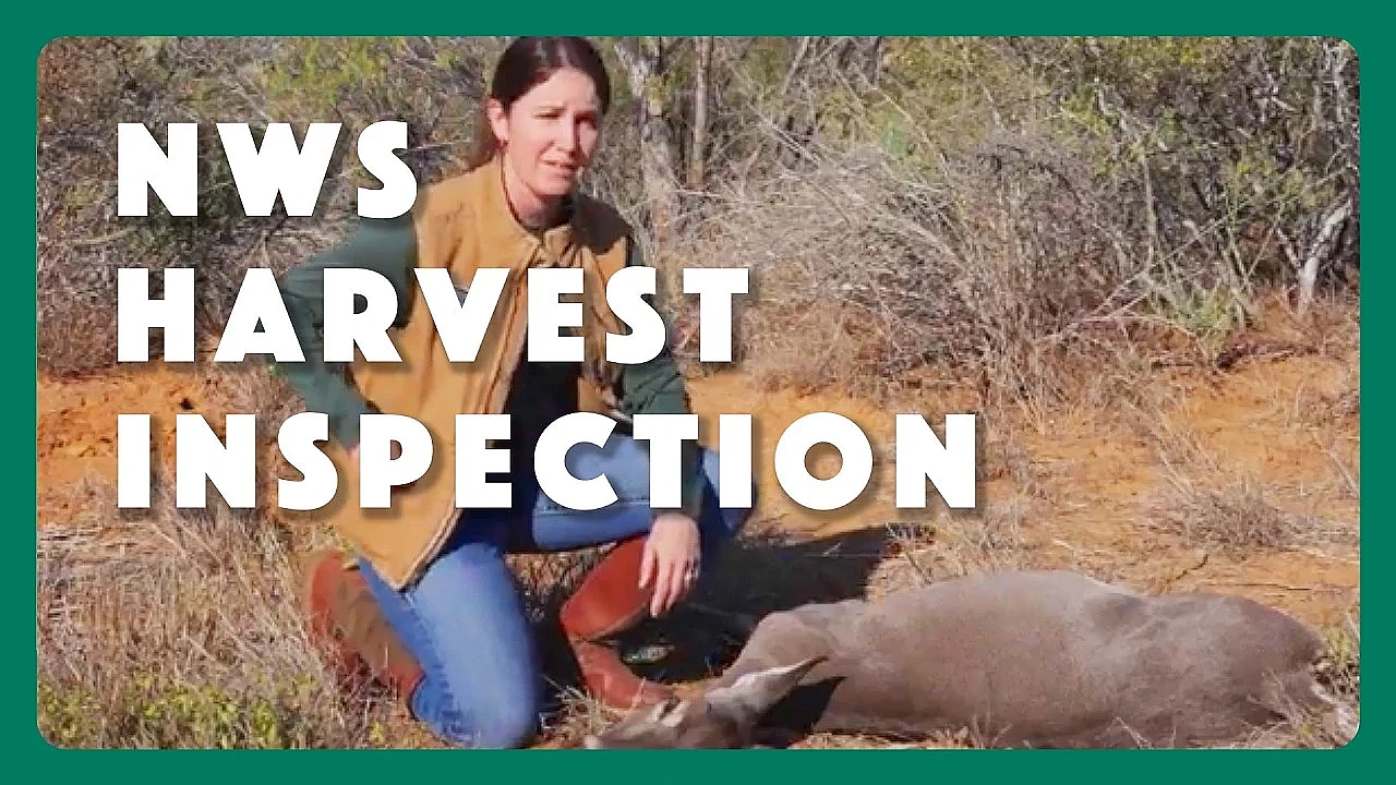 New World Screwworm Harvest Inspection | Texas Parks and Wildlife Department