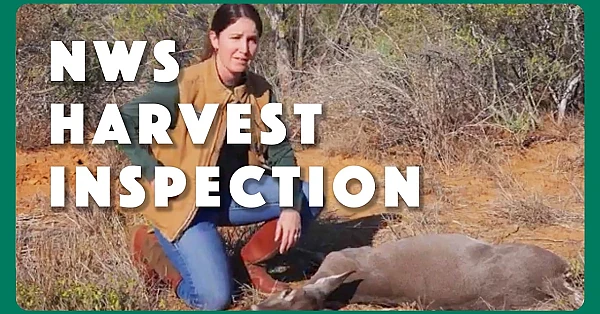 New World Screwworm Harvest Inspection | Texas Parks and Wildlife Department