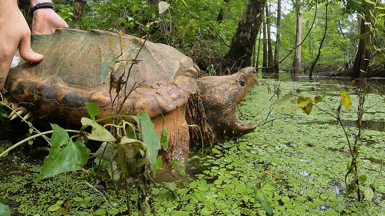 Pbs Show - Operation Snap, Cave People &amp; Desert Dunes - #3025