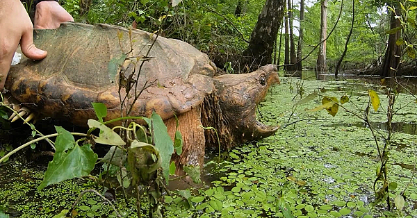 Pbs Show - Operation Snap, Cave People &amp; Desert Dunes - #3025