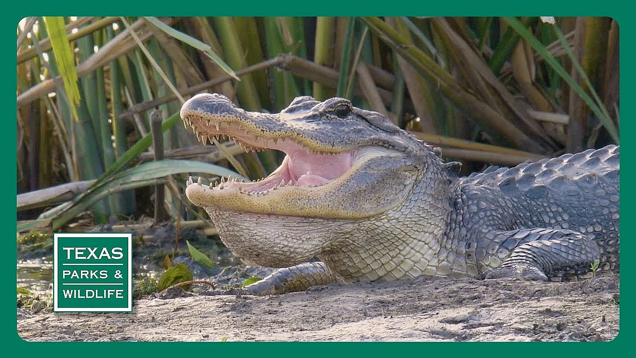 Pbs Preview- Retired Tire Fort, Gator Guys &amp; Buescher State Park