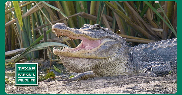 Pbs Preview- Retired Tire Fort, Gator Guys &amp; Buescher State Park