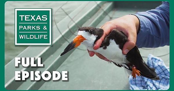 Pbs Show - Skimmer Savers, Paddling Goliad, &amp; Pineywoods Family