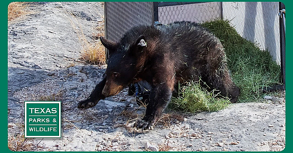 Pbs Trailer - Bear Release, Restoring Prairies &amp; Plains Playas