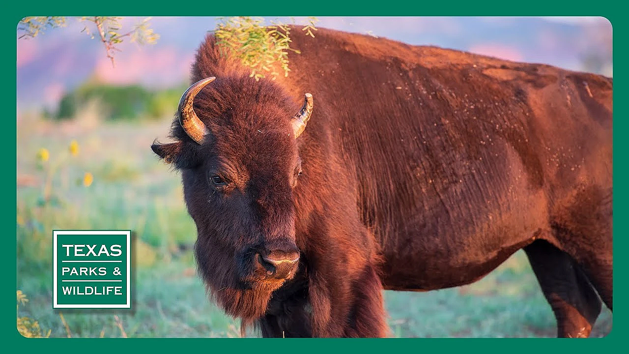 Pbs Trailer - Caprock Canyons, Big Cypress Bayou &amp; Guadalupe Bass