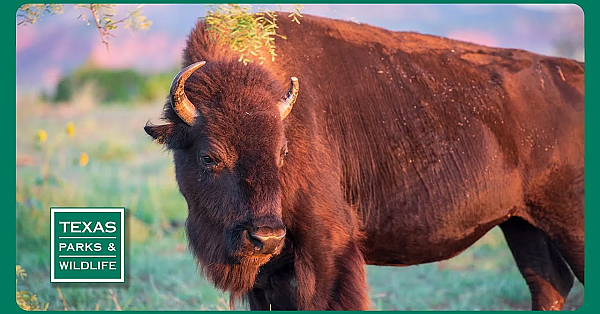 Pbs Trailer - Caprock Canyons, Big Cypress Bayou &amp; Guadalupe Bass