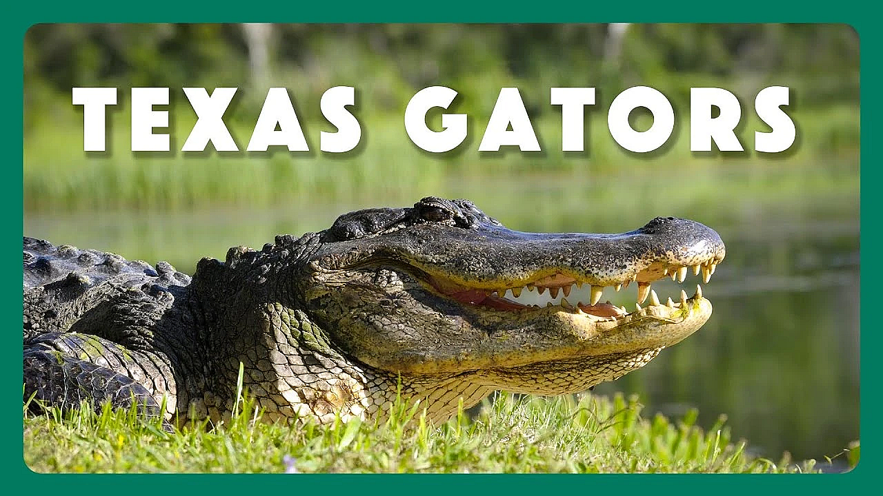 Native Texan Alligators