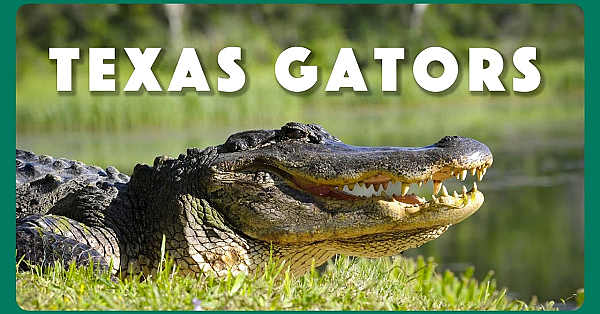 Native Texan Alligators