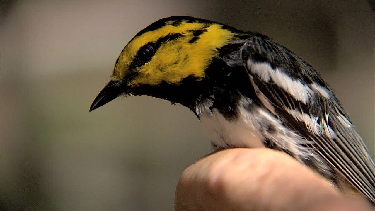 Pbs Show - The County Warden, 7 Oaks Ranch &amp; Austin Warblers - #3014