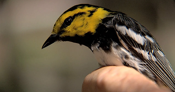 Pbs Show - The County Warden, 7 Oaks Ranch &amp; Austin Warblers - #3014