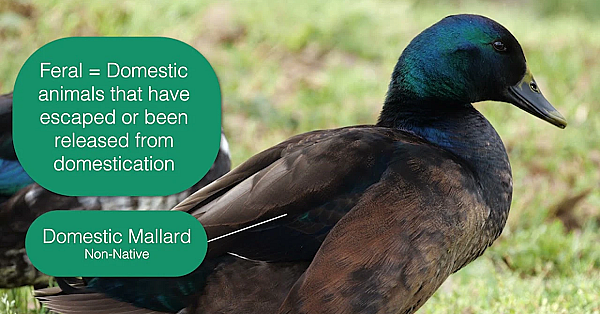 Pond Ducks: Distinguishing Between Native Vs. Non-native Waterfowl