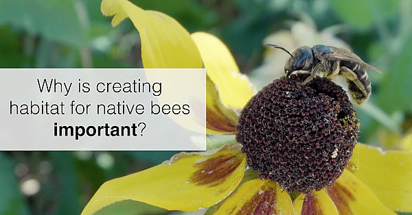 Creating Habitat For Native Bees In Texas