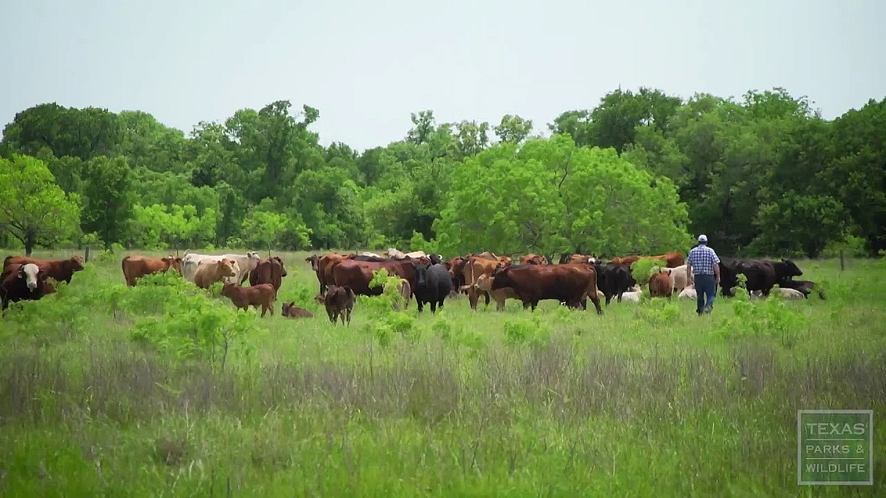 Texas Parks And Wildlife Live Stream