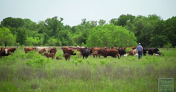 Texas Parks And Wildlife Live Stream