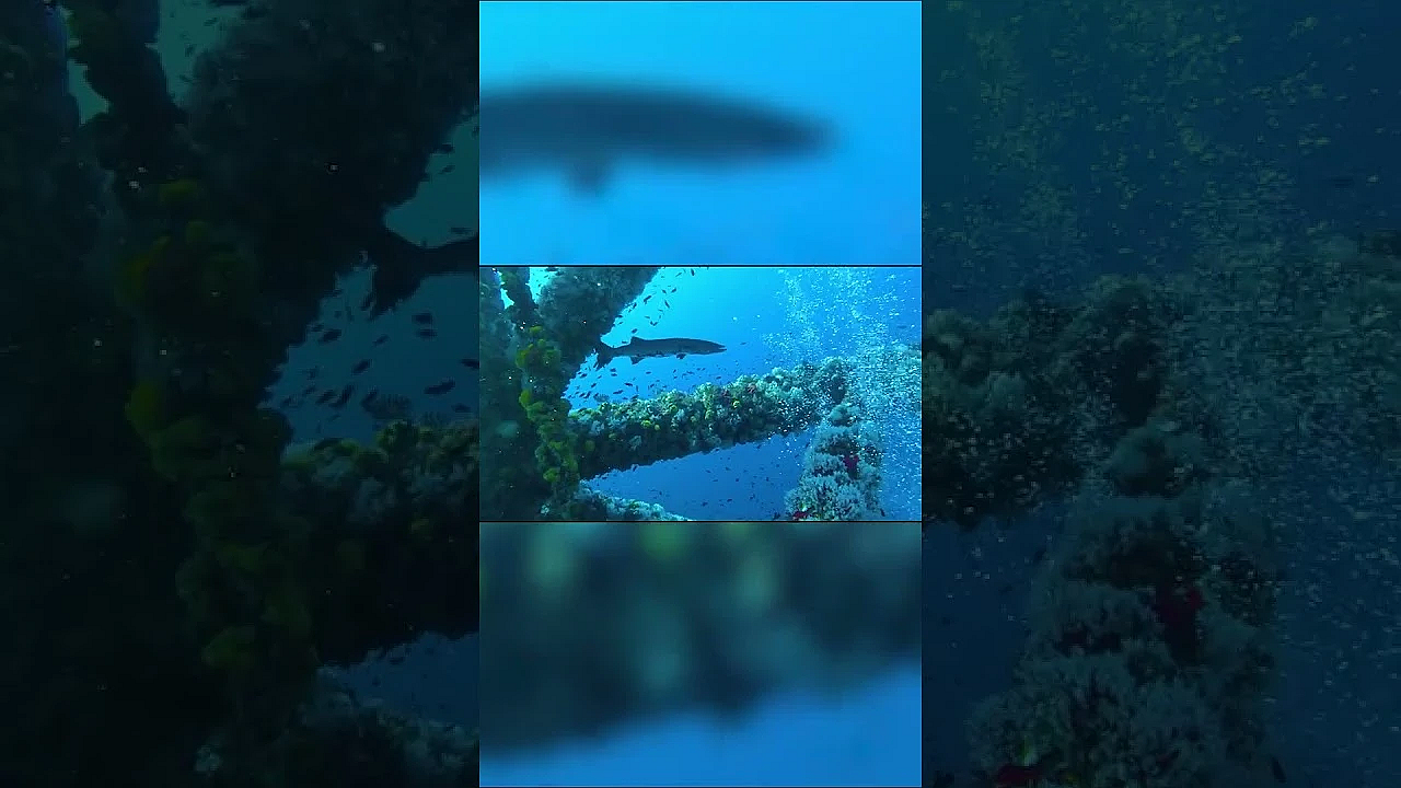 Great Barracuda #barracudafish