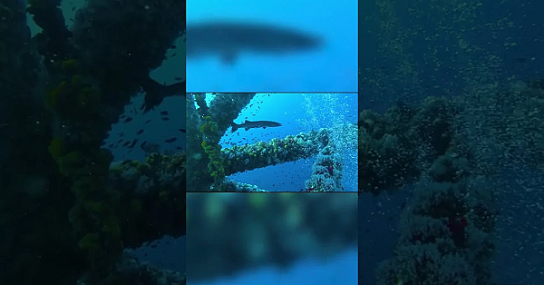 Great Barracuda #barracudafish