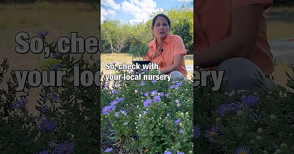 Help #savethepollinators With Texas #nativeplants