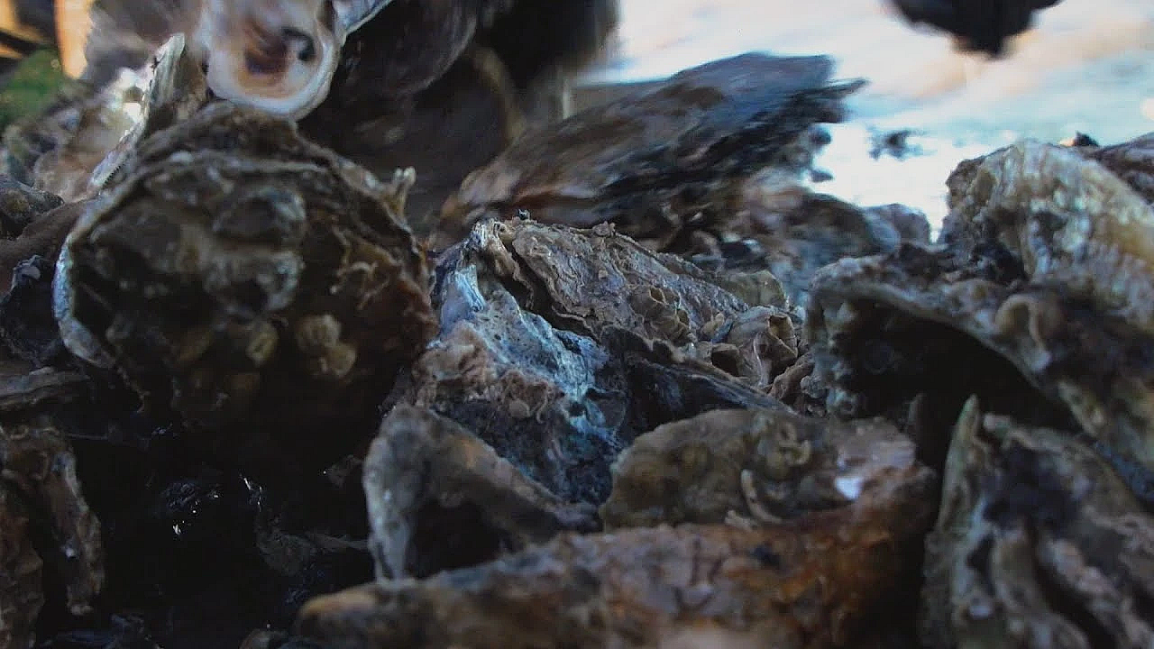 Pbs Show Reading Green, Oyster Industry, Quality Water, #2707