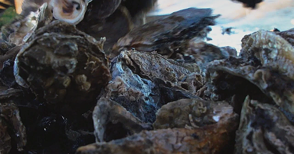 Pbs Show Reading Green, Oyster Industry, Quality Water, #2707