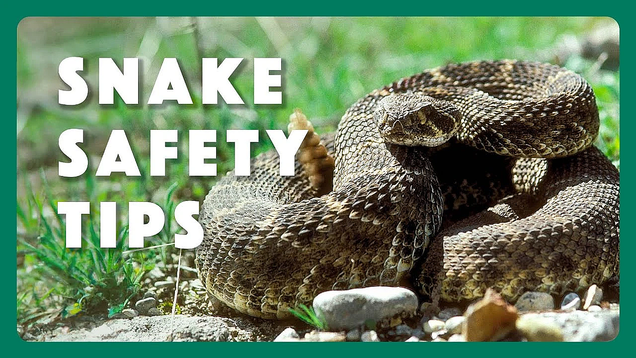 Snake Safety - Tips From A Wildlife Biologist