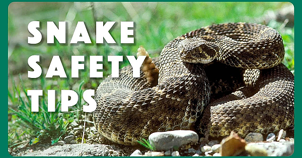 Snake Safety - Tips From A Wildlife Biologist