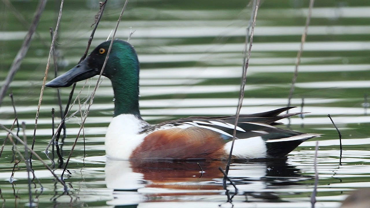 Postcard From Texas: Shady W Ducks