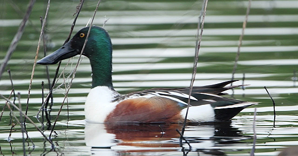 Postcard From Texas: Shady W Ducks