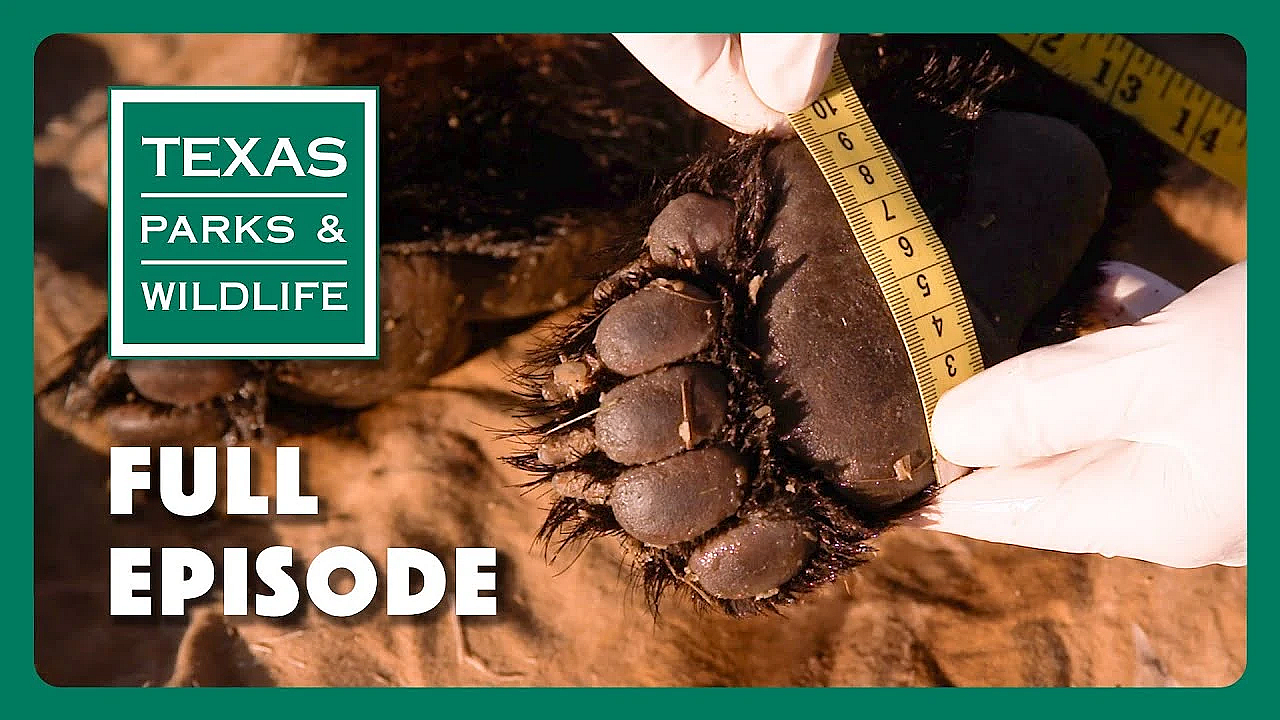 Pbs Show - Bears Bounce Back, Longhorn Cavern &amp; Southmost Sabals